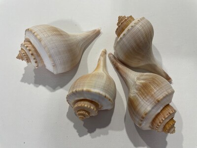 4 pcs.  Atlantic Whelk Sea Shell . Ocean shells. Decor for marine aquariums, interiors, shell showcases. shells for home, large shells. - image3